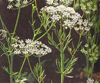 Anise